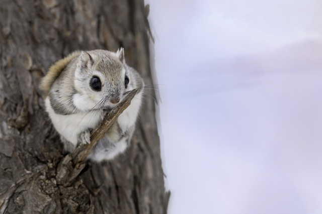 草木・花モチーフの女の子の名前 その2