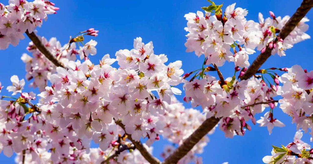 友達が寄ってくるおまじないTikTok