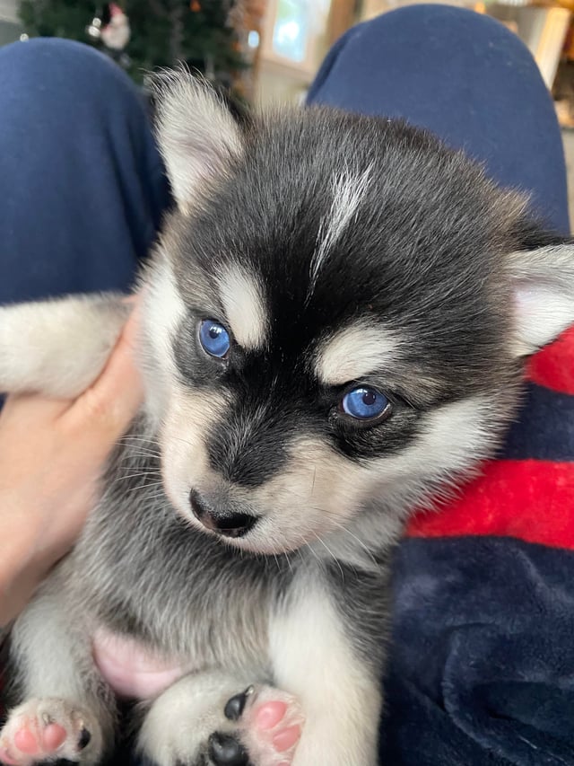 ポンスキー ポメラニアン×シベリアンハスキー のこふうちゃんがご来店されました！赤ちゃん犬 こふうちゃんはまだ2ヶ月の女の子👶 赤ちゃん姿を残したい！とのことでいらっしゃいました😊ポンスキーはsio初めてのご来店でした！ ボディはポメちゃんで、お顔がハスキー