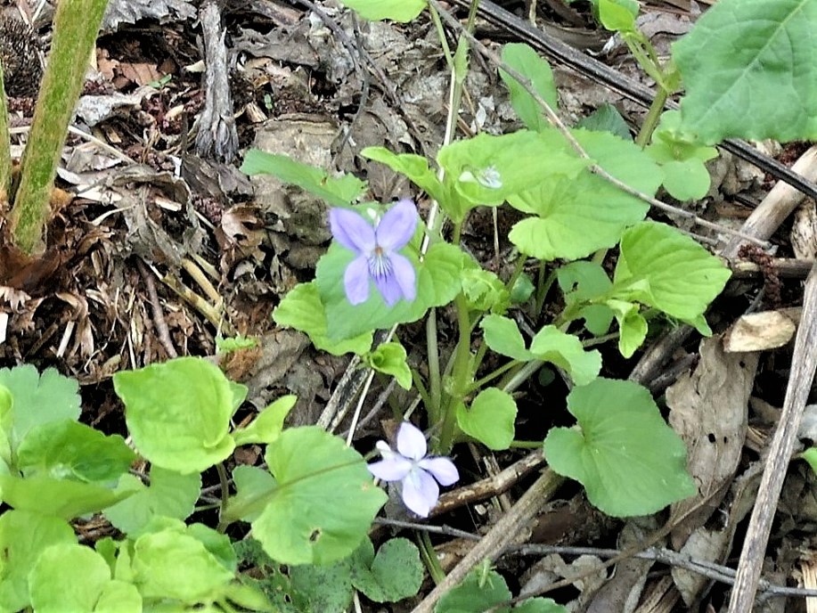 空目ハルヒコ Haruhiko Utsume on X: 