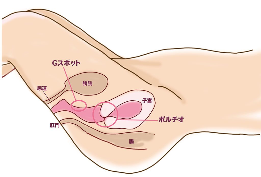 ポルチオ開発してくれる人を募集しました♡ | 【公式】サンマルサンの体験談