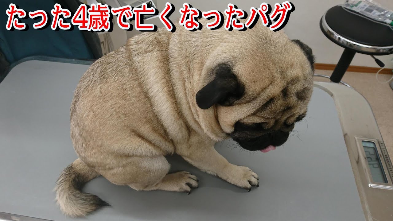 パグ犬のタツオ 田中太郎 とケン こつぶくん の違いを比べてみた まだ結婚できない男