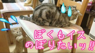 クロサビ・キジ・マンチンカン3世 (@smallcat_bigcat) |