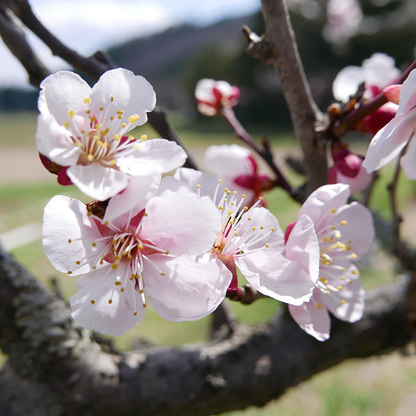 思いのまま ウメ 花梅 野梅系の特徴と育て方苗木部の部室 〜苗木、育てよう〜 By 花ひろばオンライン