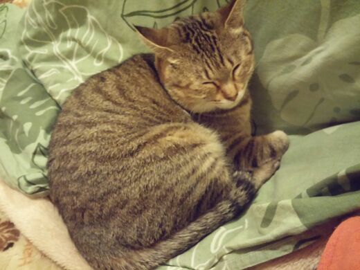 新生児からのシンパパさんのプロフィールページ