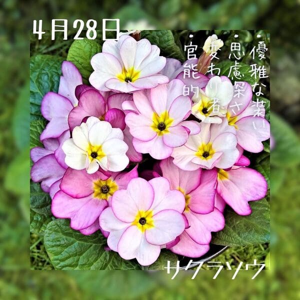 4月の誕生花 誕生日の花と花言葉の一覧 – &YOUKAENアンドユーカエン