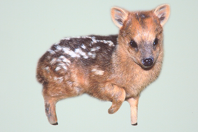 足元にウリ坊？捕まえたら→キョンの子ども かわいいけど特定外来生物、どうなった？まいどなニュース