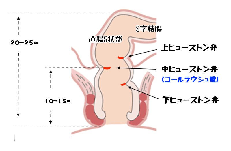 桜居ハルト on X: