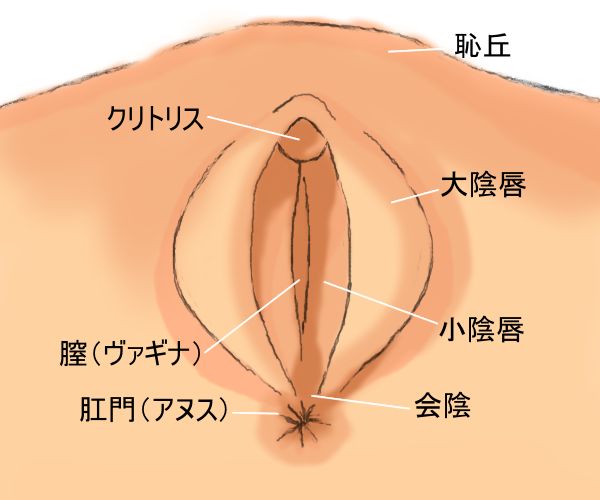 クリトリスの場所はどこ？構造・役割と快感を感じるためのいじり方 | Ray(レイ)